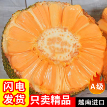 越南进口红肉菠萝蜜一整个18斤A级新鲜水果应季红心波罗蜜干苞甜