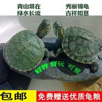 一对情侣龟小乌龟活体宠物龟招财龟小宠长寿龟乌龟活物观赏巴西龟
