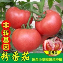 粉妞番茄种子非转基因番茄苗西红柿种孑苗阳台盆栽春季四季蔬菜籽