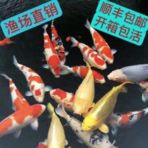 锦鲤活鱼红白三色大型好养耐活淡水鱼冷水鱼高档观赏鱼纯种锦鲤