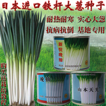 2023年日本钢葱大葱种子包邮四季葱种子耐热耐寒耐抽苔 秋季播种