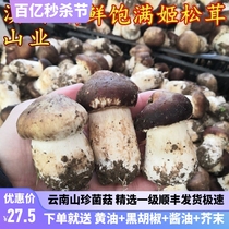 新鲜姬松茸 特级云南山珍两斤装1000克特产蘑菇巴西菇 空运包邮