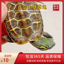 中华草龟活物外塘大小乌活体长寿金线宠物水墨龟鳖黄耳鳄龟缘巴西