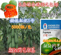 番木瓜水果红肉木瓜台湾农友红妃木瓜种子杂交品种高产株形矮