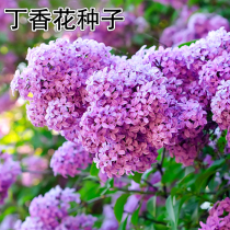 <em>丁香花种子</em>盆栽植物花卉庭院阳台种子浓香花卉种籽春天紫丁香种子