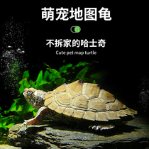 深水龟地图乌龟活物深水观赏宠物龟鱼缸混养水龟密西西比小龟苗