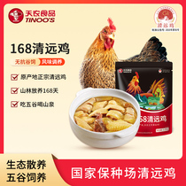 天农168清远鸡整鸡1KG山林散养走地鸡供港品质土鸡肉新鲜正宗广东