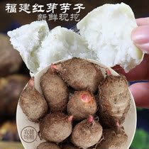 福建三明新鲜红芽芋小芋子5斤包邮 正宗农家种植红嘴毛芋仔小芋头