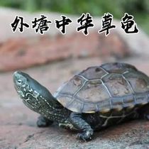 外塘中华草龟活体小乌龟招财长寿龟金线龟宠物龟观赏龟冷水龟