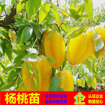 杨桃树苗当年结果嫁接台湾蜜丝四季红甜杨桃酸杨桃果树苗地栽盆栽