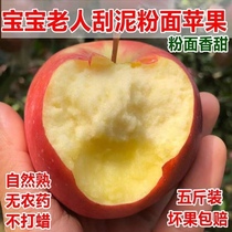 山东红星粉面苹果红香蕉粉苹果粉面沙甜苹果老人吃的苹果宝宝辅食