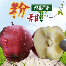 山西红星隰县苹果现摘新鲜粉面沙苹果宝宝老人吃的婴儿刮泥水果