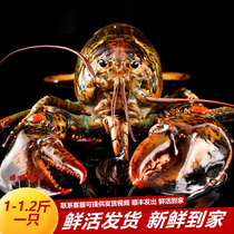进口波士顿龙虾加拿大鲜活波龙特大澳龙海鲜水产超大活虾1-1.2斤