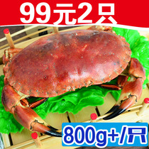 <em>面包蟹</em>超大母螃蟹鲜活熟冻海鲜熟食海蟹即食满黄黄金蟹800g+2只
