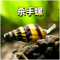 杀手螺观赏除藻杂刺客大黄蜂工具清洁鱼缸热带淡水草缸钻纹蜗牛