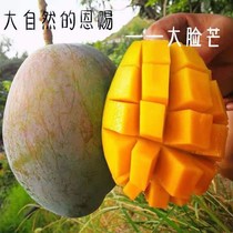 四川攀枝花凯特芒果农产品热带芒果当季新鲜甜芒果现摘现发大芒果