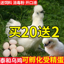 正宗泰和乌鸡可孵化种蛋受精蛋江西白凤乌骨鸡受精卵非绿壳小鸡