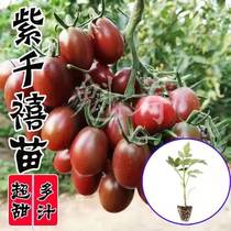 超甜紫千禧紫黑色巧克力番茄种苗种籽子樱桃圣女果西红柿蔬菜苗阳