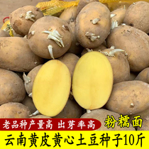 云南黄皮黄心高产早熟土豆种子老品种原种马铃薯种植苗发芽洋芋