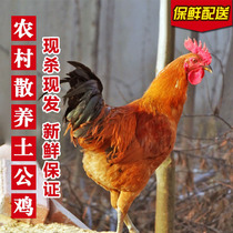 苏北农家正宗散养大公鸡土公鸡农村土鸡老公鸡新鲜老母鸡现杀鸡肉