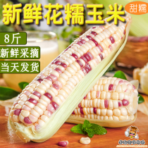 玉米鲜糯玉米新鲜现摘带皮8斤生的广西农家有机甜粘玉米棒花糯小