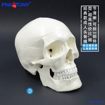 PNATOMY 1比1真人大小经典白色头骨模型颅骨解剖雕塑美术绘画用