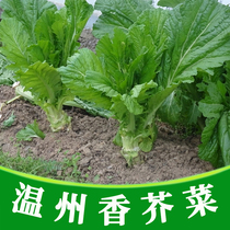 温州香芥菜种子梅菜叶用大叶芥菜种籽秋季种植农家菜园蔬菜种孑
