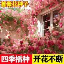 四季播蔷薇花种子爬藤月季玫瑰开花不断爬墙庭院花卉盆栽植物花籽