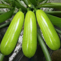 夏季专用西葫芦种子四季高产耐热秋季寿光蔬菜西胡芦种籽孑北瓜