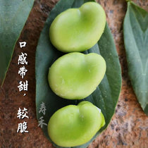 七星大蚕豆种籽种子苗高产本地蔬菜日本秋天种孑菜籽大全特大批发