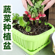香菜种子籽种种植套装四季阳台盆栽蔬菜生菜小葱豌豆尖韭菜草莓葱