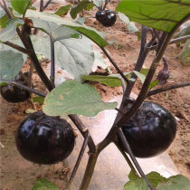 北京农家自种新鲜蔬菜紫黑色大圆茄子鲜嫩产地直销可以炒菜烧烤吃