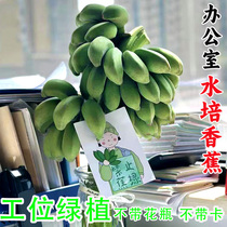 整株广西小米蕉桌面绿植可食用水培香蕉办公室送礼拒绝禁止蕉绿8