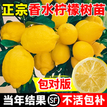 香水柠檬树苗广东无籽嫁接盆栽地栽四季结果可食台湾正宗果树果苗