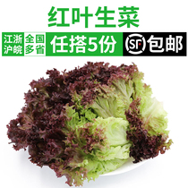 新鲜红叶生菜500g 罗莎红紫叶生菜蔬菜沙拉食材色拉菜 满5件包邮