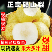 安徽新鲜水果梨子现摘现发正宗砀山梨酥梨10斤砀山梨整箱大果包邮