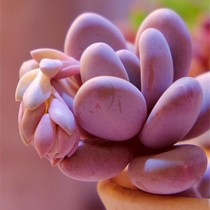 桃美人多肉植物奥普林挪精养腰子蛋亚美桃蛋老桩群生超萌盆栽植物