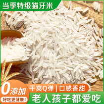 猫牙米长粒香米正宗广西丝苗大米特级现磨10斤50斤油粘米超长细米