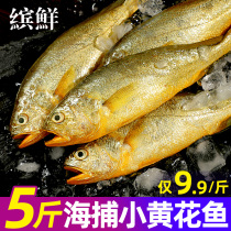 小黄花鱼新鲜冷冻5斤烧烤小黄鱼青岛生鲜活海鱼海鲜整箱商用批发