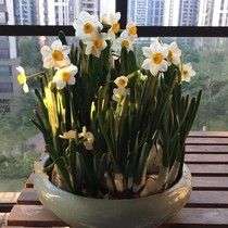 正宗漳州水仙花种球盆栽水养水培绿植物室内花卉重瓣春节新年宵花