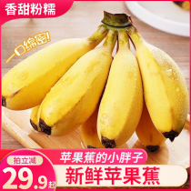 【直播推荐】正宗苹果蕉香蕉新鲜苹果粉蕉自然熟当季小芭蕉香焦