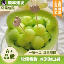 上海南汇玉菇甜瓜白皮大果绿肉香瓜冰淇淋玉茹新鲜水果现摘10斤装