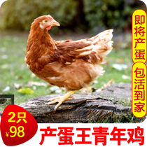 产蛋王海兰褐下蛋鸡活鸡包活到家生蛋母鸡活体半大红毛青年鸡活苗