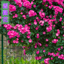 爬墙藤红蔷薇花月季玫瑰种子春夏秋四季开花庭院室内盆栽花卉种籽