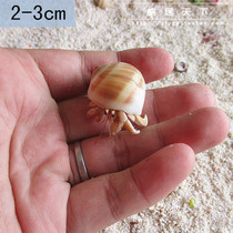 2-3cm寄居蟹陆地生淡水活体迷你观赏小螃蟹桌面微宠物 包活买3送1