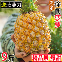 广东徐闻菠萝新鲜水果10斤应当季非金钻凤梨手撕菠萝特产整箱包邮