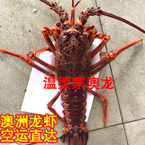 澳洲大龙虾鲜活超大红龙虾新鲜野生澳龙大小250克/只野生活虾包邮