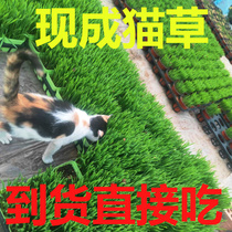猫草盆栽已长好化毛球小麦种子种植水培营养土自种即食无土栽培