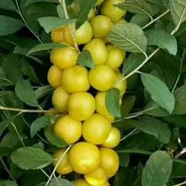 钙果苗 新品钙果树当年结果种子小苗中华农大钙果 欧李苗试种苗