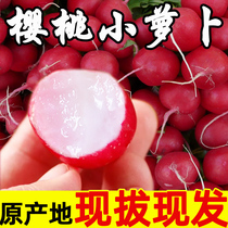 樱桃水果萝卜新鲜小红丁萝卜5斤甜脆水果沙地正宗潍坊萝卜包邮